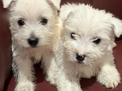 Beautiful West Highland Terrier puppies in Monaghan