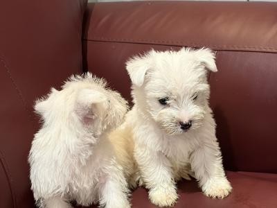 Beautiful West Highland Terrier puppies in Monaghan