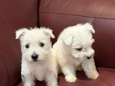 Beautiful West Highland Terrier puppies in Monaghan