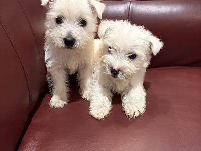 Beautiful West Highland Terrier puppies in Monaghan