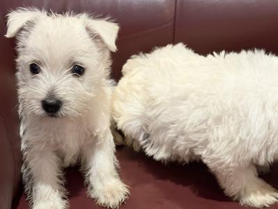 Beautiful West Highland Terrier puppies in Monaghan