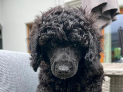 IKC Registered (pending) Rare Blue miniature Poodle puppies in Kerry