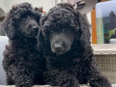 IKC Registered (pending) Rare Blue miniature Poodle puppies in Kerry