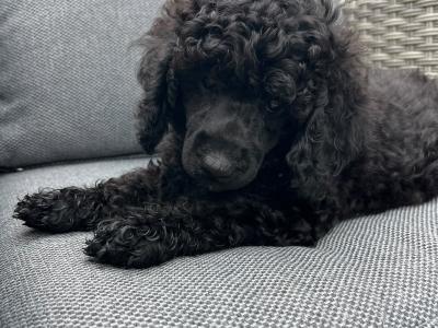 IKC Registered (pending) Rare Blue miniature Poodle puppies in Kerry