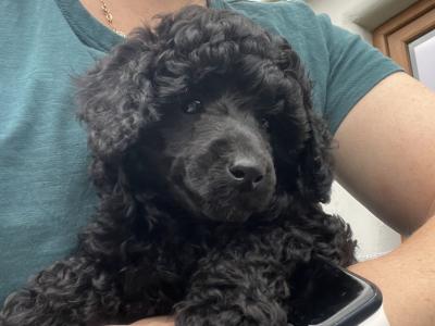 IKC Registered (pending) Rare Blue miniature Poodle puppies in Kerry