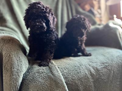 IKC Registered (pending) Rare Blue miniature Poodle puppies in Kerry