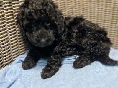 IKC Registered (pending) Rare Blue miniature Poodle puppies in Kerry