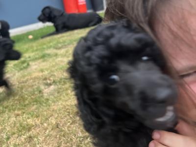 IKC Registered (pending) Rare Blue miniature Poodle puppies in Kerry
