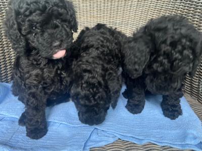 IKC Registered (pending) Rare Blue miniature Poodle puppies in Kerry