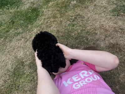 IKC Registered (pending) Rare Blue miniature Poodle puppies in Kerry