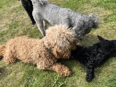 IKC Registered (pending) Rare Blue miniature Poodle puppies in Kerry