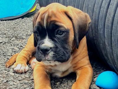 Health tested Quality IKC registered Male
