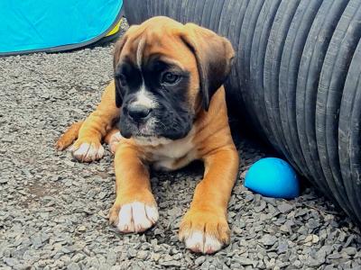 Health tested Quality IKC Registered (pending) male Boxer puppy in Longford