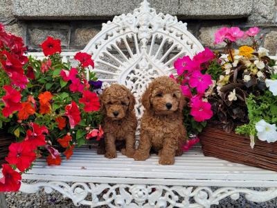 Gorgeous Miniature Poodles 🐶