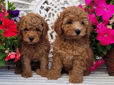 Gorgeous Miniature Poodle puppies 🐶 in Carlow