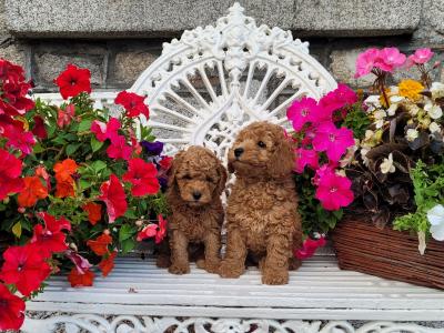 Gorgeous Miniature Poodles 🐶