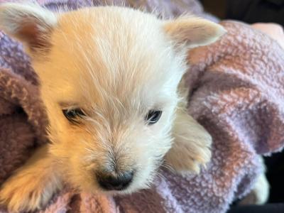 Purebred West Highland puppies