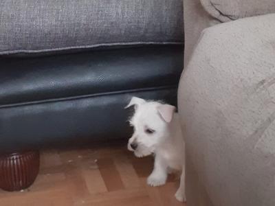 Purebred West Highland puppies