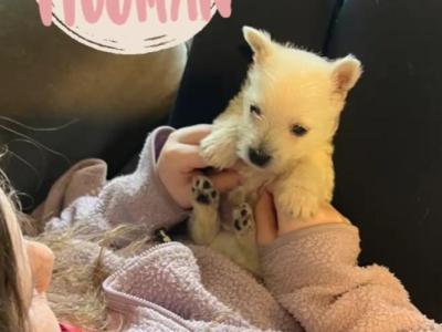 Purebred West Highland puppies