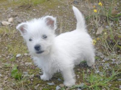 Purebred West Highland puppies