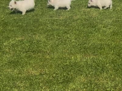 Purebred West Highland puppies