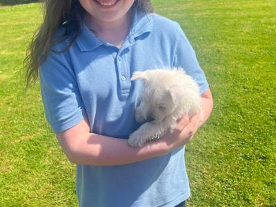 Purebred West Highland puppies