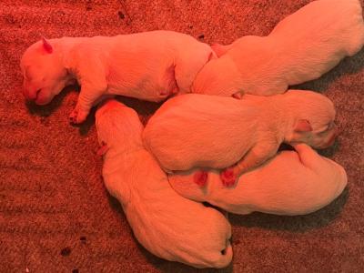 Purebred West Highland puppies