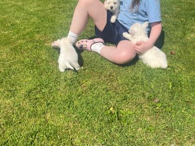 Purebred West Highland puppies
