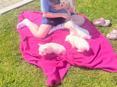 Purebred West Highland puppies