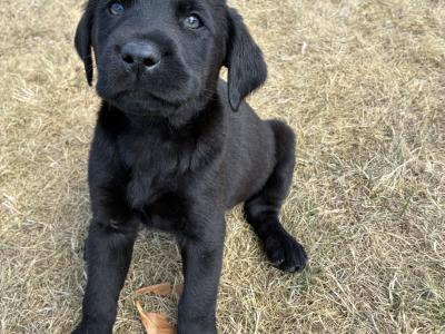 Labrador pups for sale