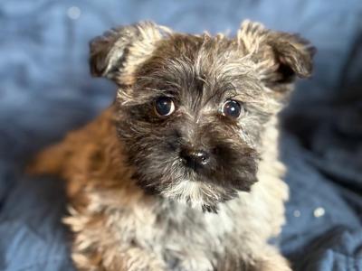 Cairn Terrier puppies in Tipperary