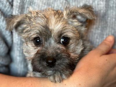 Cairn Terrier puppies in Tipperary