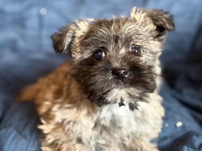 Cairn Terrier puppies in Tipperary