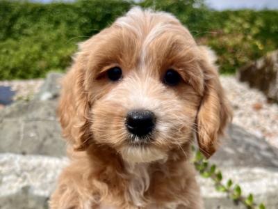 Cavapoo puppies in Cavan