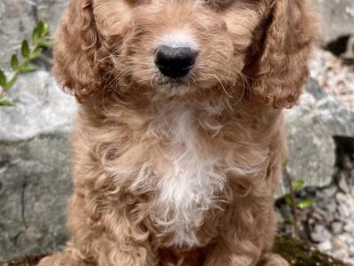 Cavapoo puppies in Cavan