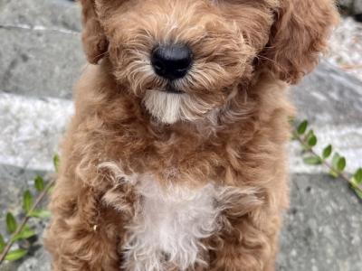Cavapoo puppies in Cavan