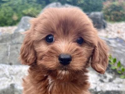 Cavapoo puppies in Cavan
