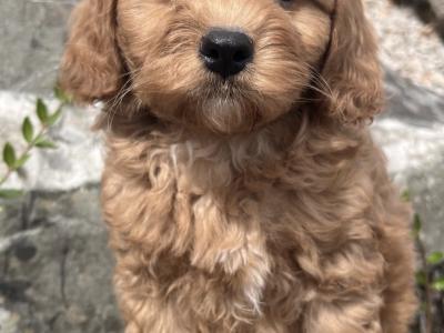 Cavapoo puppies in Cavan