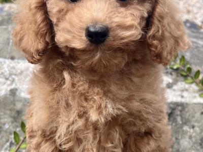 Cavapoo puppies in Cavan