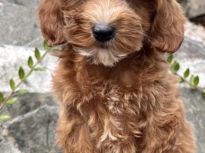 Cavapoo puppies in Cavan