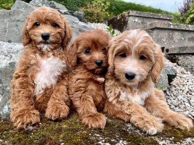 Cavapoo puppies in Cavan