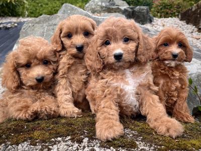 Cavapoo puppies in Cavan