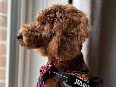 Miniature Poodle for stud
