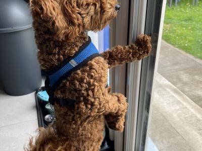 Miniature Poodle for stud