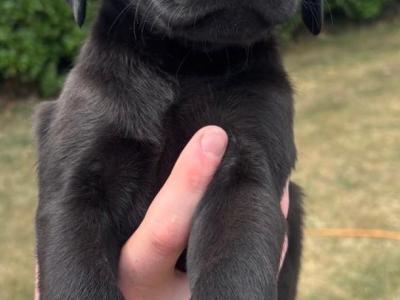 Labrador pups for sale