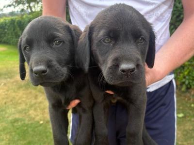 Labrador puppies for sale in Laois