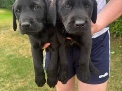 Labrador pups for sale