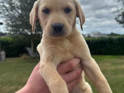 Labrador pups for sale