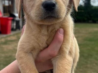 Labrador pups for sale