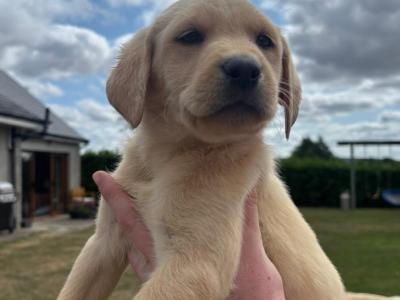 Labrador pups for sale